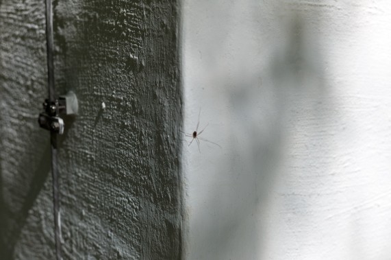 Araña / Spider. N. P-G. ©