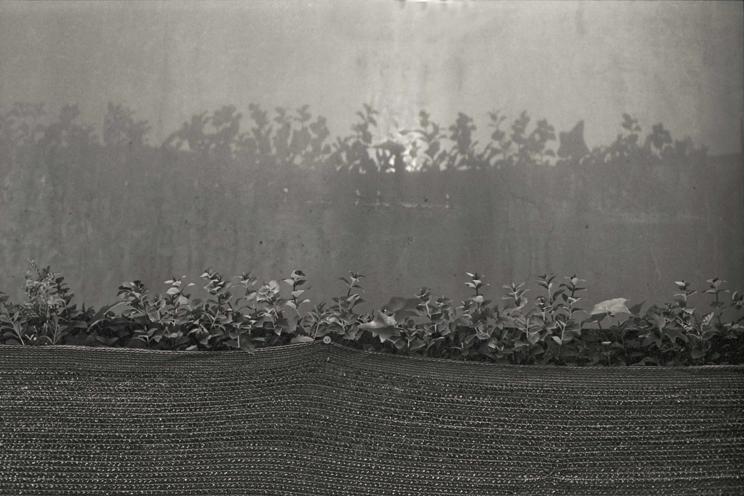 Jardín en la cárcel